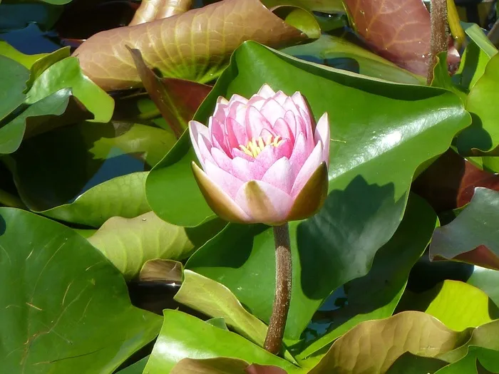 睡莲，粉红色，开花，盛开，Rosengewächs湖