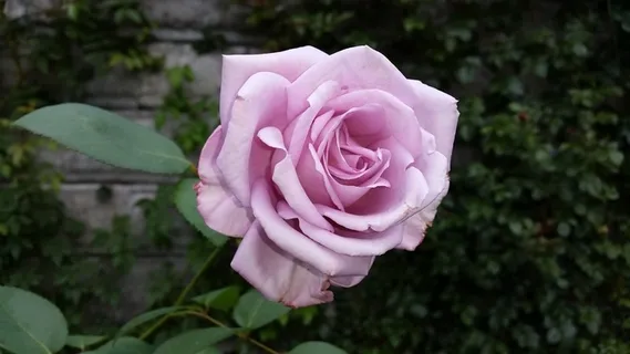 玫瑰,自然,紫,美丽 玫瑰,自然,紫,美丽