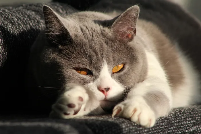 猫，宿醉，米兹