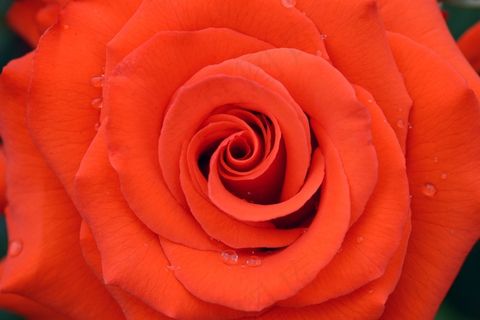 鲜花，玫瑰，玫瑰园