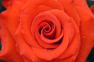 鲜花，玫瑰，玫瑰园