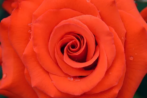 鲜花,玫瑰,玫瑰园 鲜花,玫瑰,玫瑰园