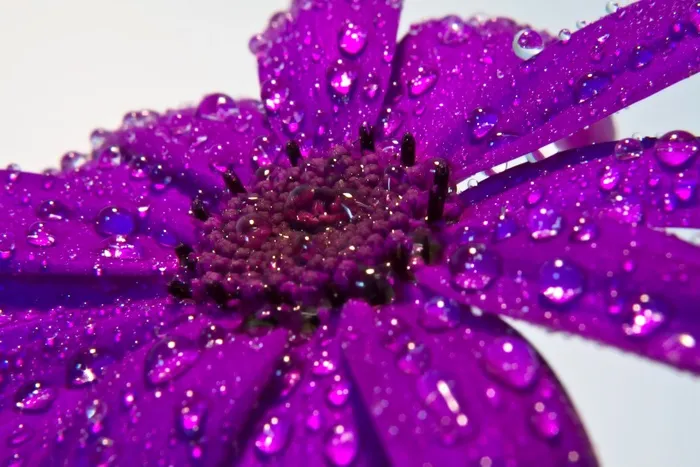 花，雨，宏，详细信息，紫色，雨滴，开花