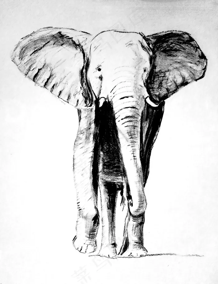 大象，绘画，碳，铅笔，绘画