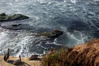 水，鸭子，自然，湖泊，野生动物，动物，池塘
