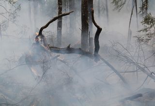 森林火灾，火，热，瑞典