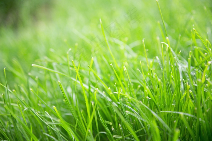 植物，雨，夜，风景，环境