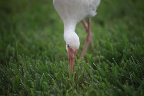 动物，鸟，鹳，野生动物，搜索，食品