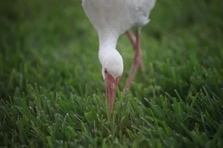 动物，鸟，鹳，野生动物，搜索，食品
