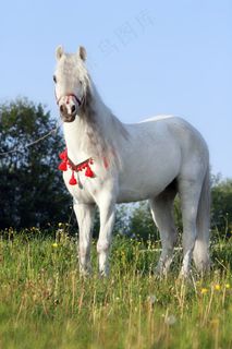 马，小马，动物