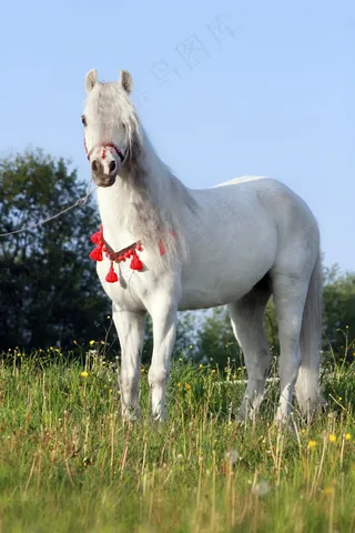 马，小马，动物