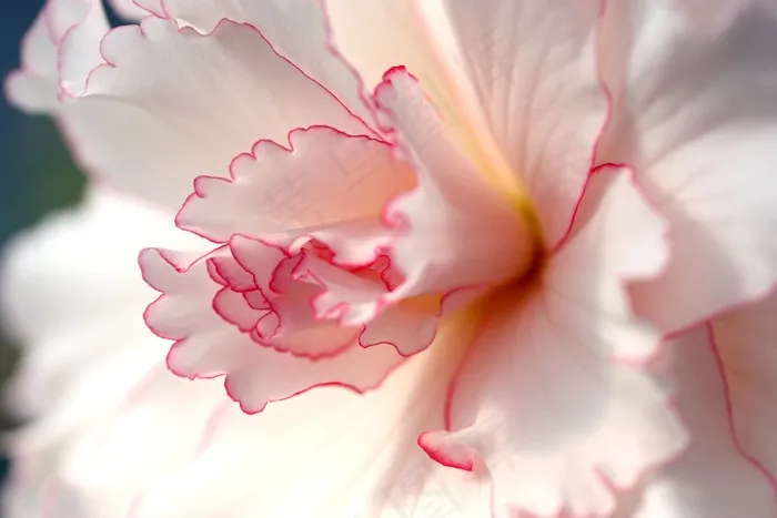 花，粉红色，白色，花瓣，雄蕊，性质，花的