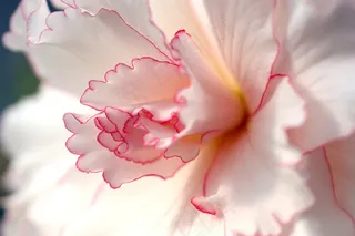 花，粉红色，白色，花瓣，雄蕊，性质，花的