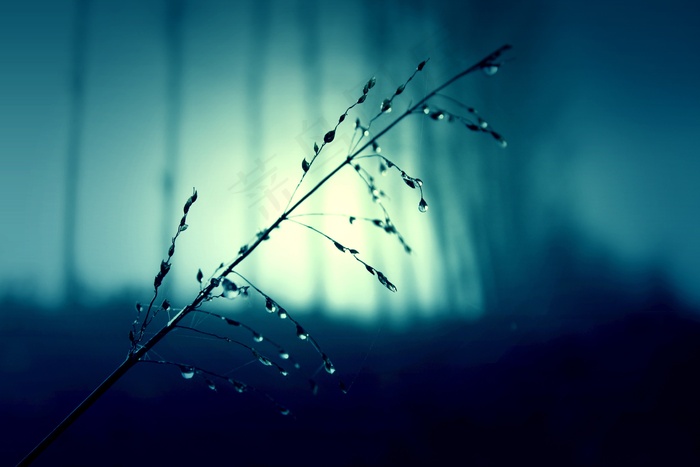 荧光壁纸,月夜,气泡,水珠,背景,多雨雨滴水滴