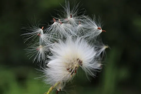 蒲公英,种子,自然,植物,光,苍蝇 蒲公英,种子,自然,植物,光,苍蝇