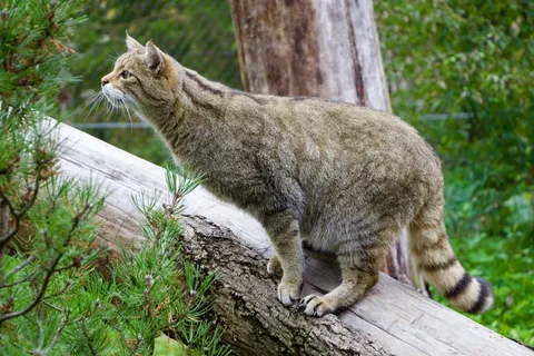 自然,动物,野猫 自然,动物,野猫