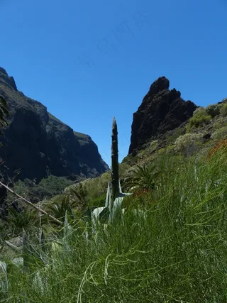 美国龙舌兰，龙舌兰，龙舌兰美国，接穗，发动机