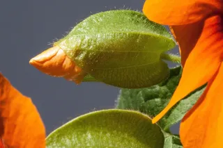 黄柏，阿拉塔，黑眼苏珊，橙，芽