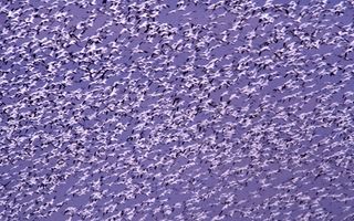 雪雁，飞行，飞行，群，质量，天空，自然