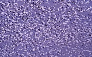 雪雁，飞行，飞行，群，质量，天空，自然