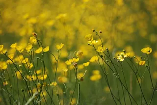 毛cup，毛an属植物，草地，黄色，野生
