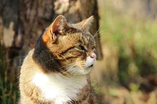 猫，肖像，关闭，动物，表情，猫脸