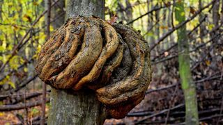 秋天，森林，自然