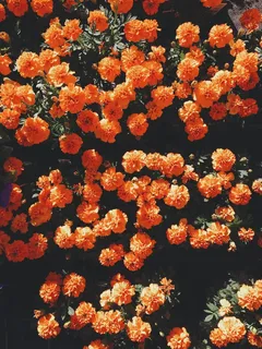 鲜花,橙色,开花,植物群,颜色 鲜花,橙色,开花,植物群,颜色