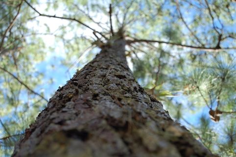 森林，自然，景观，树木，野生自然