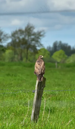 普通秃鹰，秃鹰，猛禽，哈比查提，羽毛