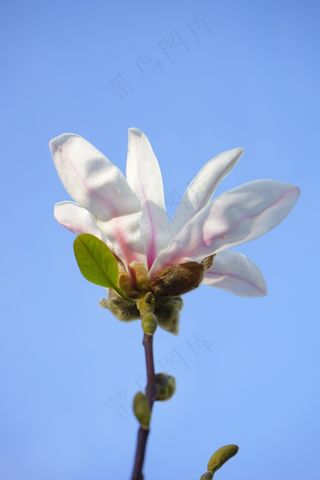 夏季木兰，开花，白