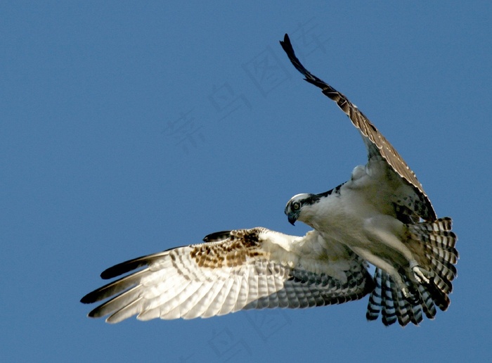 鱼鹰，鸟，野生动物，自然，徘徊，飞行