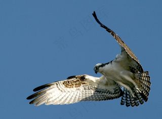 鱼鹰，鸟，野生动物，自然，徘徊，飞行