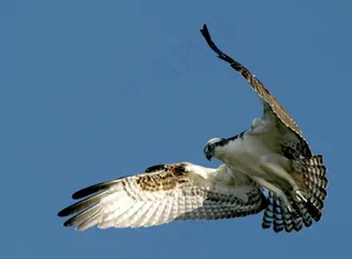 鱼鹰，鸟，野生动物，自然，徘徊，飞行