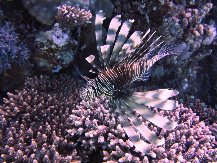 Rotfeuerfisch，海，水下，海洋，鱼