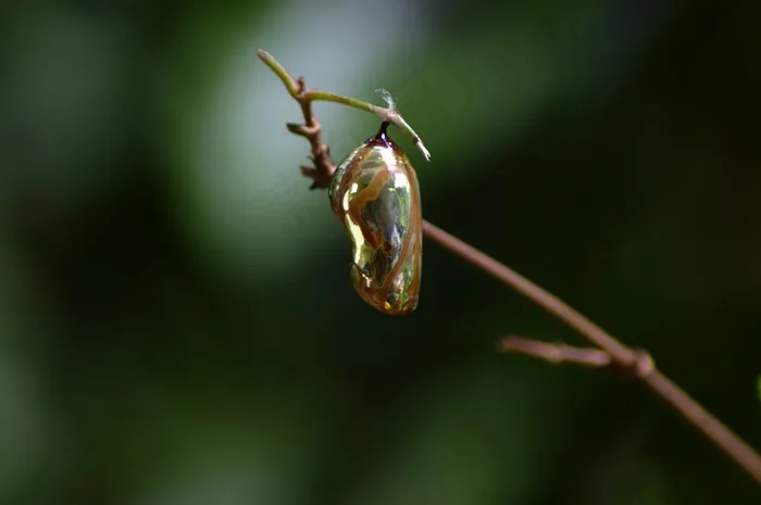 蝴蝶，自然，吊，科，昆虫，生活，野生动物