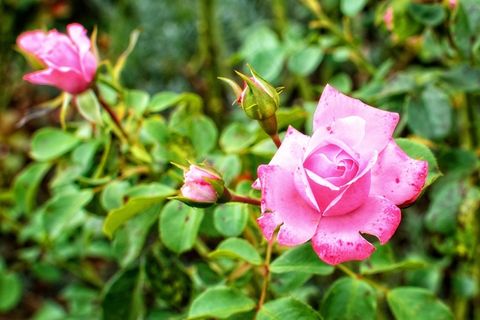 玫瑰，开花，盛开，粉红色，玫瑰绽放，花，盛开