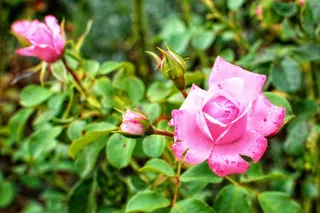 玫瑰，开花，盛开，粉红色，玫瑰绽放，花，盛开