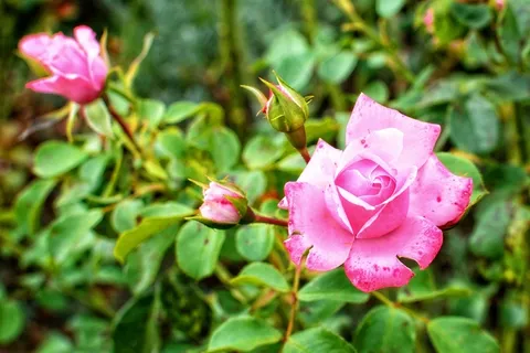 玫瑰,开花,盛开,粉红色,玫瑰绽放,花,盛开 玫瑰,开花,盛开,粉红色,玫瑰绽放,花,盛开