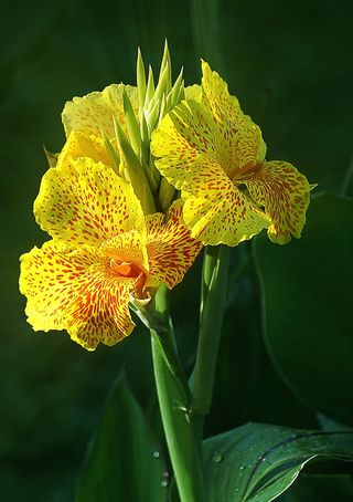 卡纳，卡纳黄色，老虎，花黄色，开花