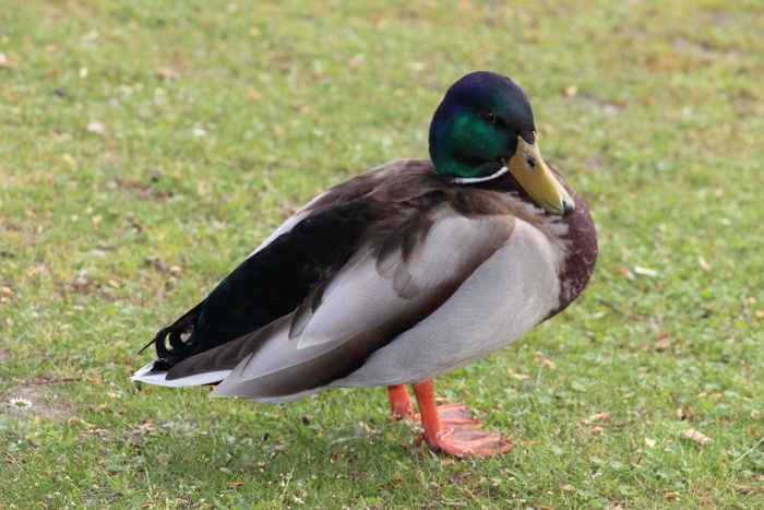鸭，水，鸟，野生鸟，自然，条例草案，肖像