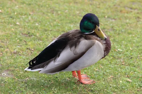 鸭，水，鸟，野生鸟，自然，条例草案，肖像