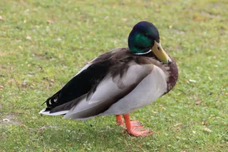 鸭，水，鸟，野生鸟，自然，条例草案，肖像