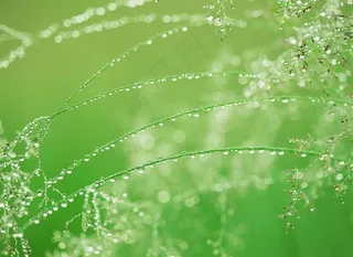 水滴，绿色，春天，鹅肝，自然