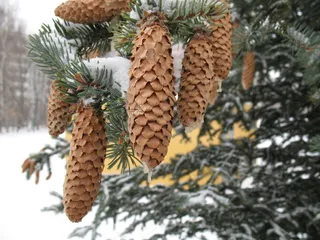 喀山，森林，冬天，俄罗斯