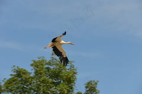鹳，鸟，动物，拨浪鼓鹳，自然，白鹳