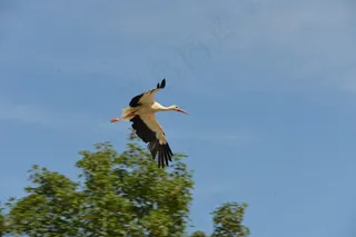 鹳，鸟，动物，拨浪鼓鹳，自然，白鹳