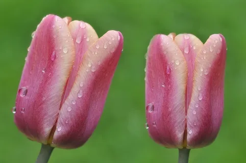 郁金香,鲜花,湿,一滴水,雨滴 郁金香,鲜花,湿,一滴水,雨滴