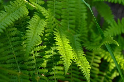 蕨类，绿色，自然，植物，花园，叶子，夏天