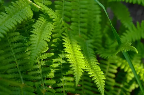 蕨类，绿色，自然，植物，花园，叶子，夏天
